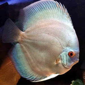 Discus Fish - richbay.in