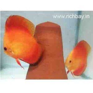 Discus pair_red melon_richbay